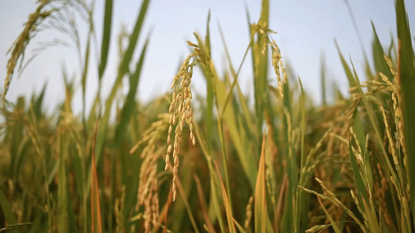 product-procurement-slider